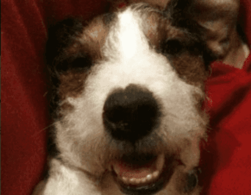 Dog Survives 300Ft Fall Off Cliffs In Clare – Tweets His Thanks To Rescuers Dog Survives 300Ft Fall Off Cliffs In Clare – Tweets His Thanks To Rescuers