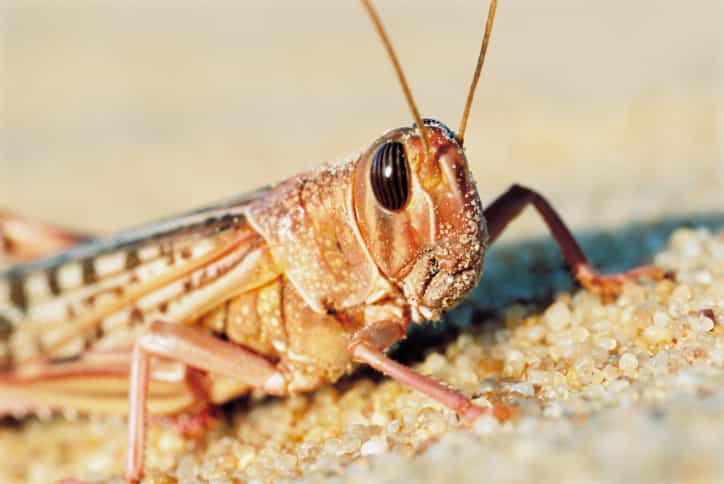 VIDEO: Nightmare Scenes as Swarms of Locusts Descend Upon Capital City VIDEO: Nightmare Scenes as Swarms of Locusts Descend Upon Capital City