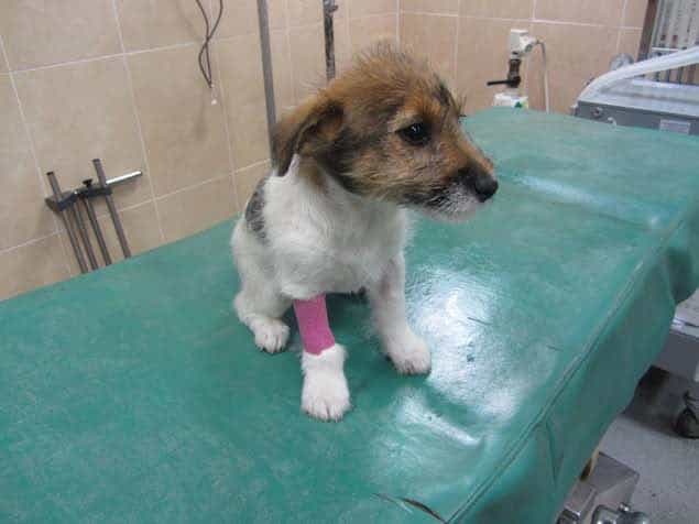 ISPCA Appeals for Information Following “Barbaric” Act of Cruelty on Vulnerable Puppy ISPCA Appeals for Information Following “Barbaric” Act of Cruelty on Vulnerable Puppy