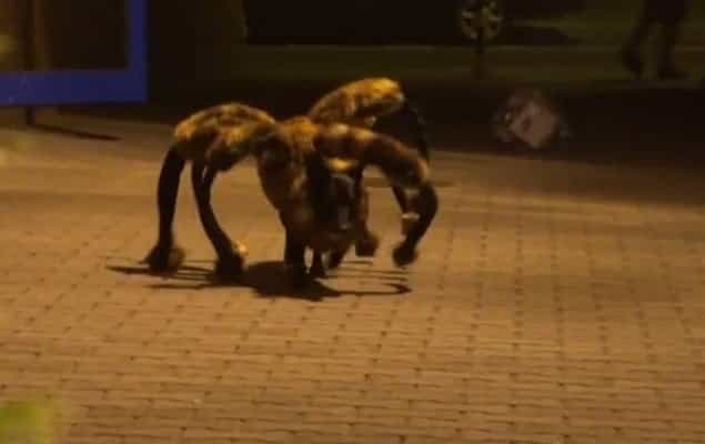 VIDEO: This Giant Spider Dog Prank Is Brilliant (And Terrifying) VIDEO: This Giant Spider Dog Prank Is Brilliant (And Terrifying)