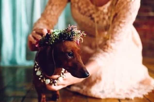 VIDEO: Dog Owners Throw Wedding For Their Loved-Up Pooches VIDEO: Dog Owners Throw Wedding For Their Loved-Up Pooches