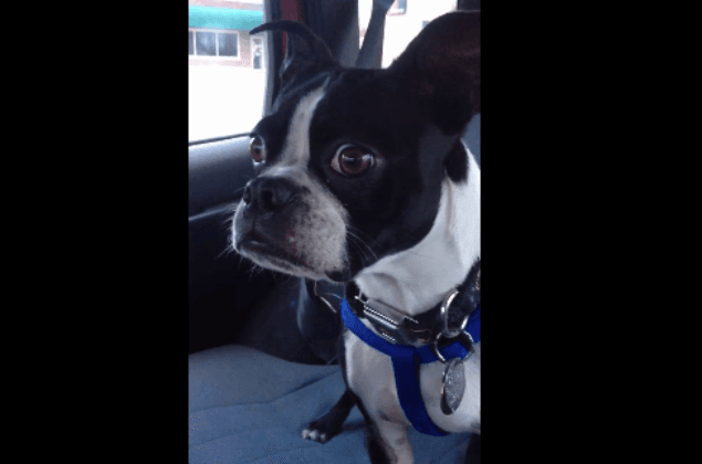 VIDEO: You Need To See This Pup’s Excitement Erupting In A Goat/Dolphin Noise VIDEO: You Need To See This Pup’s Excitement Erupting In A Goat/Dolphin Noise