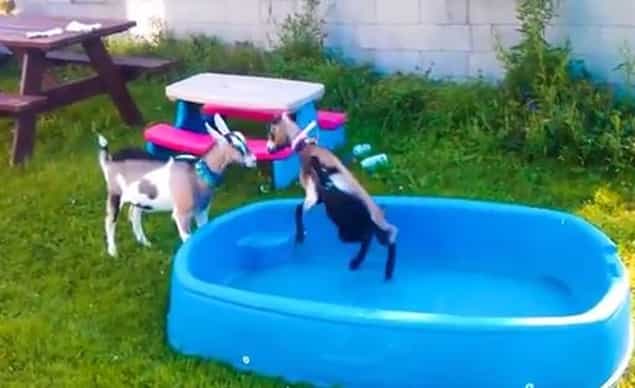 VIDEO: A Compilation of Cute Baby Goats VIDEO: A Compilation of Cute Baby Goats