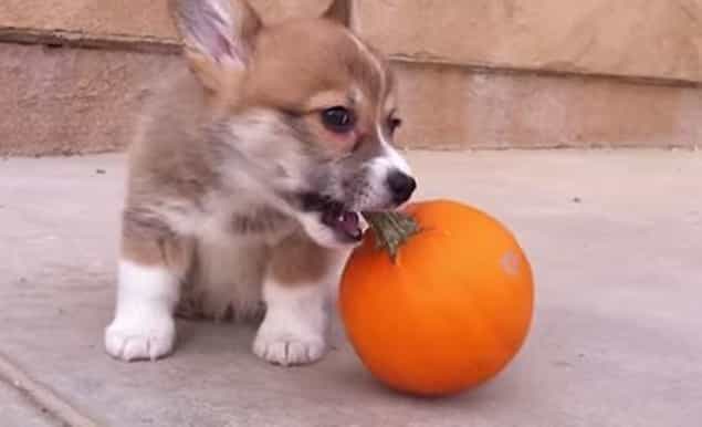 Your Friday Aww… a Corgi Puppy Playing With a Tiny Pumpkin Your Friday Aww… a Corgi Puppy Playing With a Tiny Pumpkin