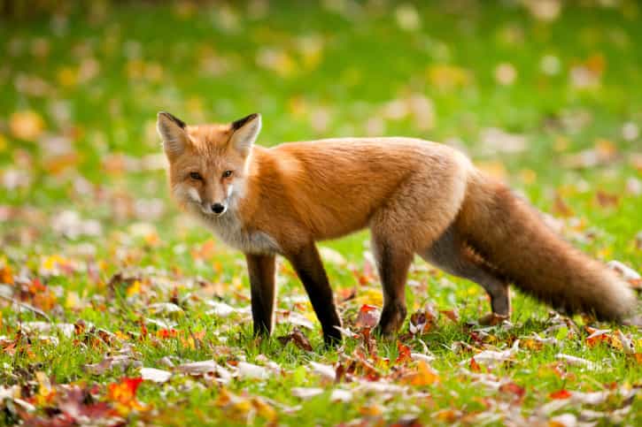 Toddler Bitten in Bed by Fox Who Crept in Through Cat Flap Toddler Bitten in Bed by Fox Who Crept in Through Cat Flap