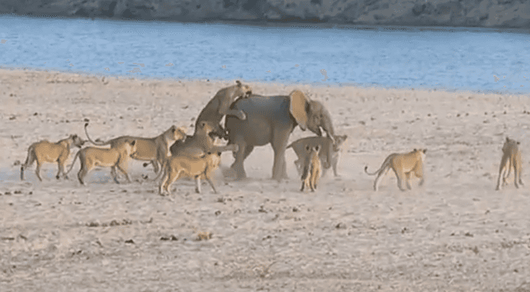 VIDEO: Amazing Scenes As Young Elephant Fends Off Attack from 14 Lions VIDEO: Amazing Scenes As Young Elephant Fends Off Attack from 14 Lions