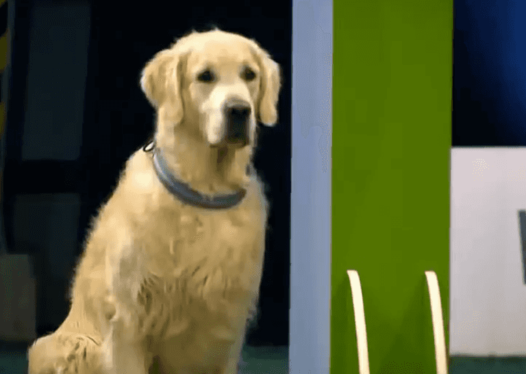 Epic Fail: Golden Retriever’s Adorably Awful Obedience Test Epic Fail: Golden Retriever’s Adorably Awful Obedience Test
