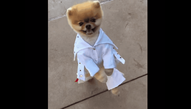 WATCH: The King Lives On – Jiff The Pomeranian Is Dressed As Elvis. This is EVERYTHING. WATCH: The King Lives On – Jiff The Pomeranian Is Dressed As Elvis. This is EVERYTHING.