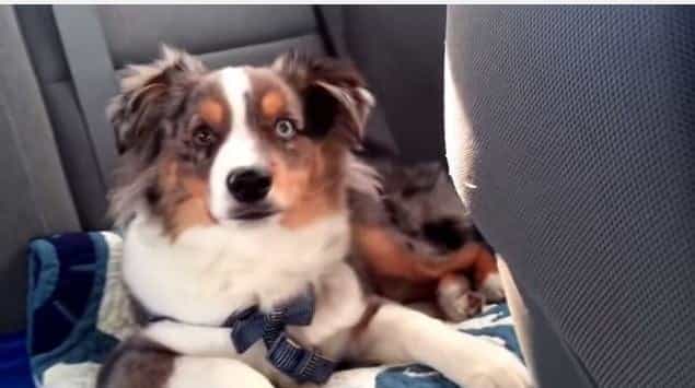 MUST SEE: Adorable Puppy Shows His Love For Frozen Song MUST SEE: Adorable Puppy Shows His Love For Frozen Song