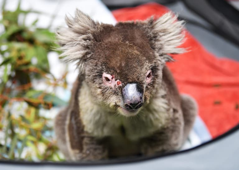 A koala hospital has opened up in a primary school near Adelaide, Australia A koala hospital has opened up in a primary school near Adelaide, Australia