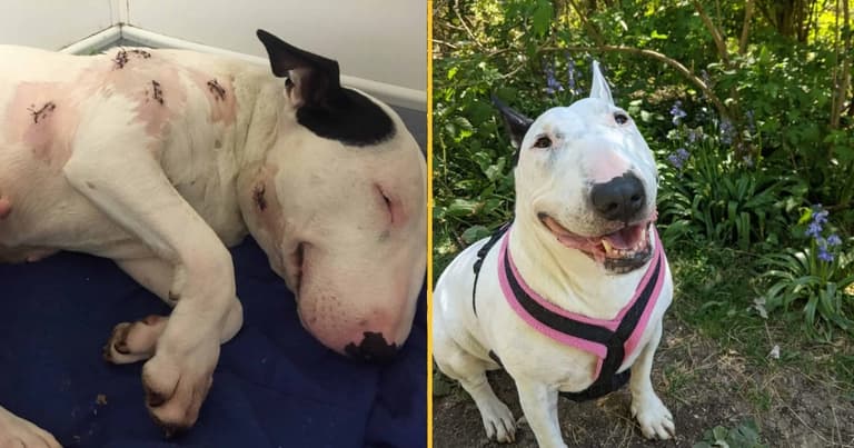 Dog stabbed seven times and left to die is now living her best life Dog stabbed seven times and left to die is now living her best life