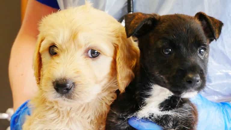 Puppies rescued from back of 20 degree van in heatwave Puppies rescued from back of 20 degree van in heatwave