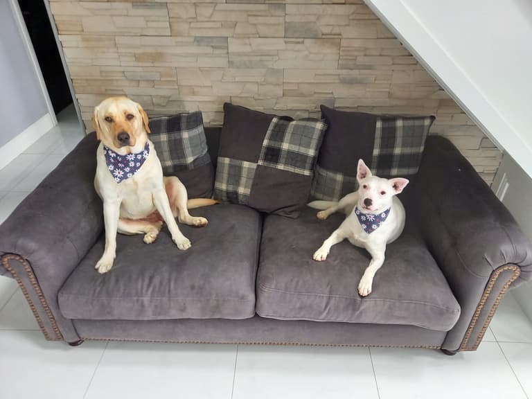 Donegal man banned from owning dogs for five years after neglect Donegal man banned from owning dogs for five years after neglect