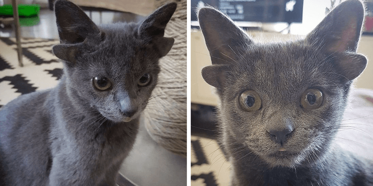 Adorable kitten born with four ears goes viral Adorable kitten born with four ears goes viral