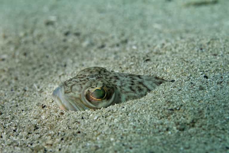 Sea swimmers warned about increase in weever fish stings Sea swimmers warned about increase in weever fish stings