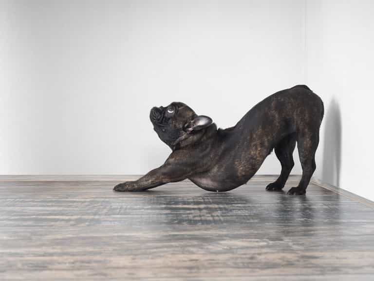 Dog owners warned about the “big stretch” Dog owners warned about the “big stretch”