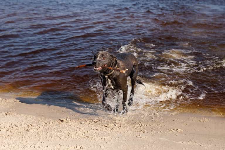 Apparently, you should never throw your dog a stick – and this is why Apparently, you should never throw your dog a stick – and this is why