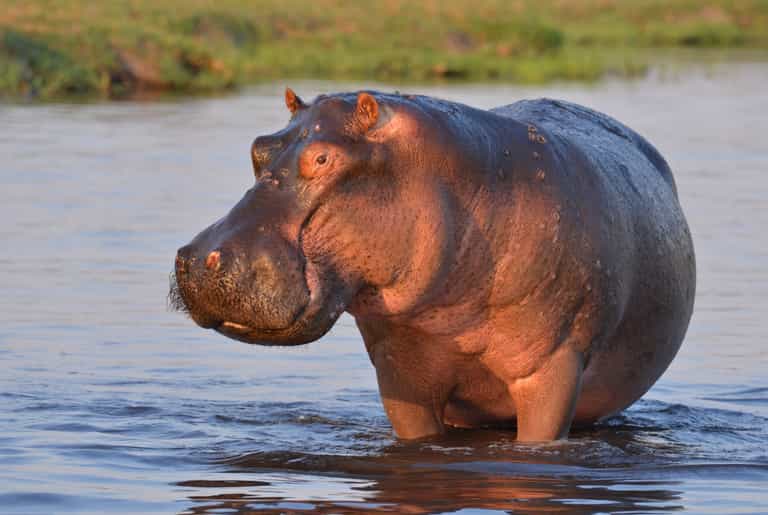 Two year old in Uganda rescued after being swallowed by a hippo Two year old in Uganda rescued after being swallowed by a hippo