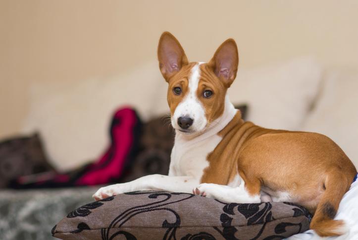 Step Up: This Dog Really Can’t Figure Out How to Use the Stairs