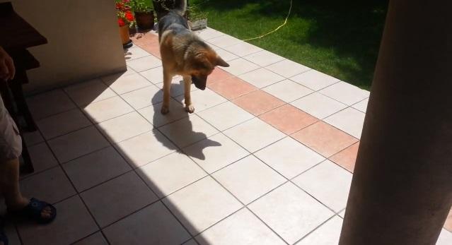 Video: Confused Dog Doesn’t Quite Grasp the Concept of Having a Shadow