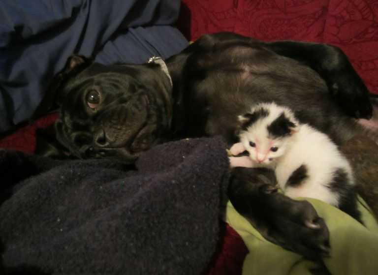 Remember The Dog Who Rescued A Newborn Kitten? Well, Here They Are A Year Later Remember The Dog Who Rescued A Newborn Kitten? Well, Here They Are A Year Later