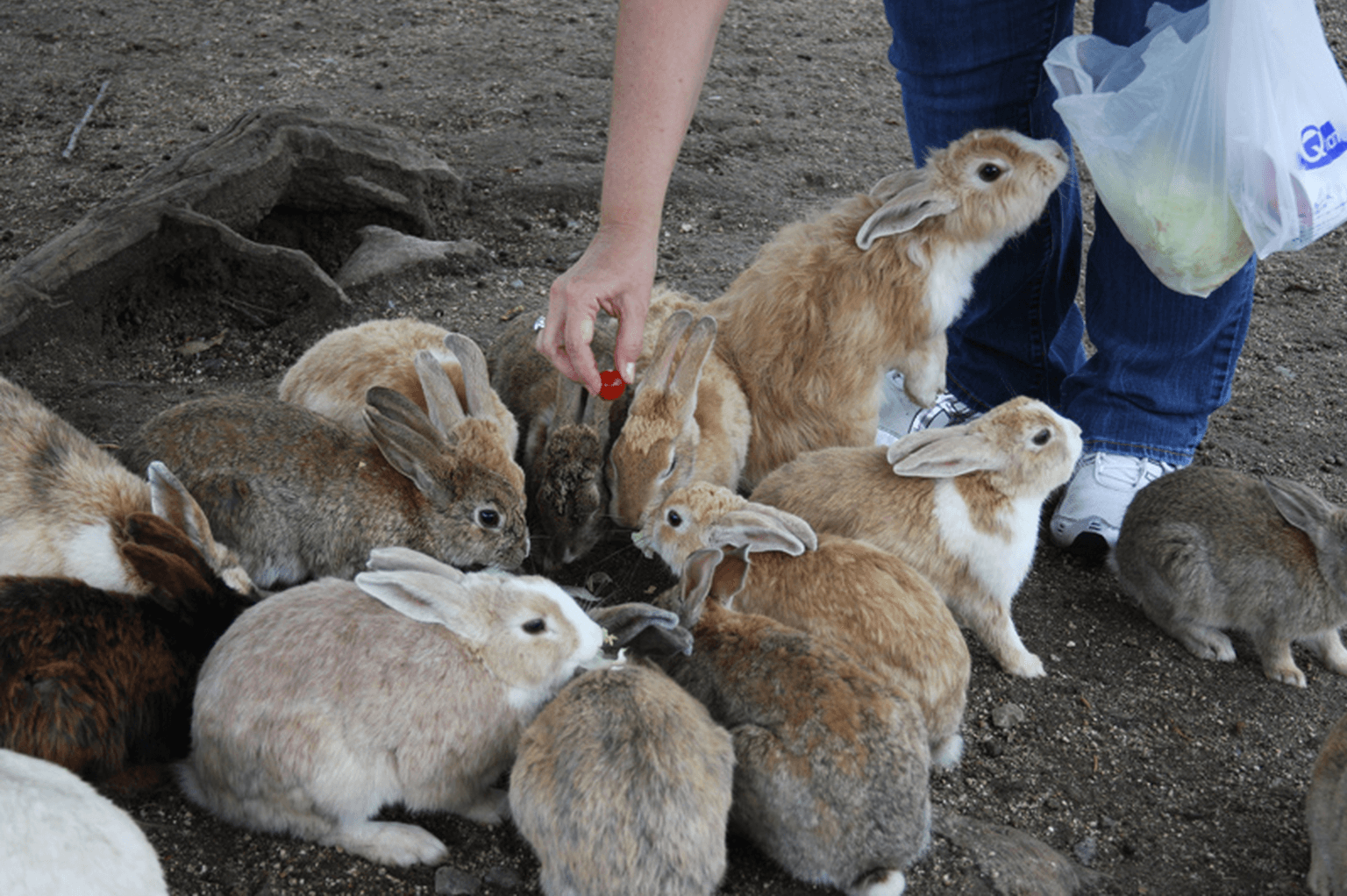 Attack of the Bunnies – The Cutest Stampede You Will Ever See