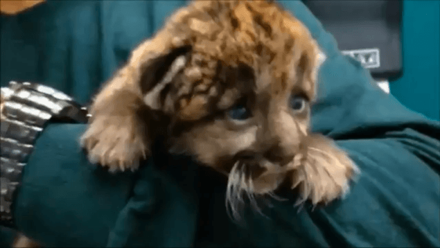 VIDEO: A One-Week-Old Panther Kitten Is Saved From Hypothermia By Vets