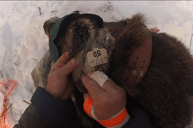 VIDEO: Baby Moose Knocks Researcher Over… Twice