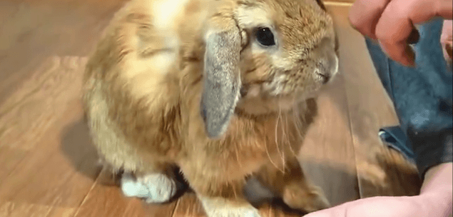 VIDEO: Little Bunny Wants All The Pets Possible Forever … Or He’ll Be Mad