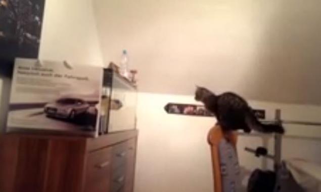 VIDEO: Cat Learns Hard Lesson By Jumping at Fish Tank VIDEO: Cat Learns Hard Lesson By Jumping at Fish Tank