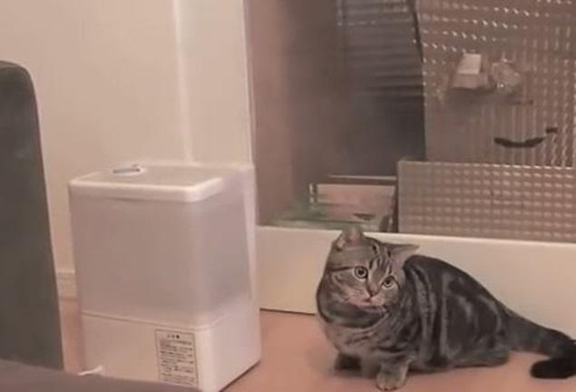 VIDEO: Cat Can’t Get Head Around Humidifier VIDEO: Cat Can’t Get Head Around Humidifier