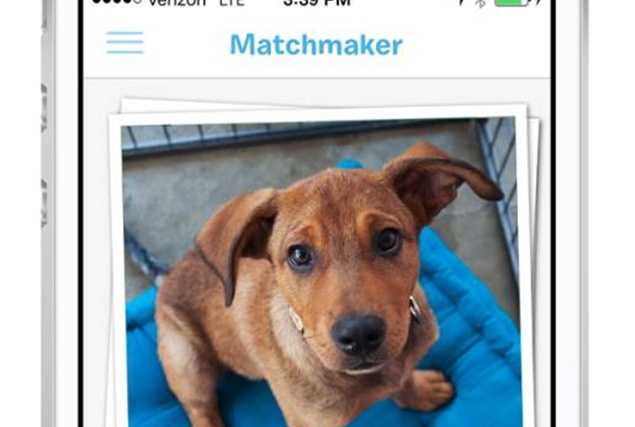 BarkBuddy – Now There’s A Tinder App For Dogs BarkBuddy – Now There’s A Tinder App For Dogs