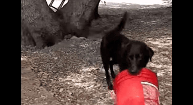 VIDEO – It’s Just A Dog Playing With A Bucket… But He Really Loves That Bucket VIDEO – It’s Just A Dog Playing With A Bucket… But He Really Loves That Bucket