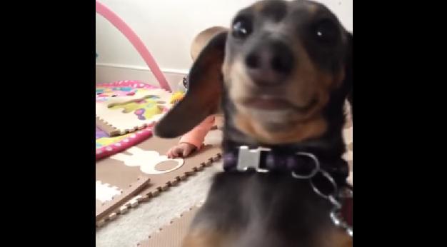 I’m Ready For My Close-Up, This Dog Certainly Loves The Limelight