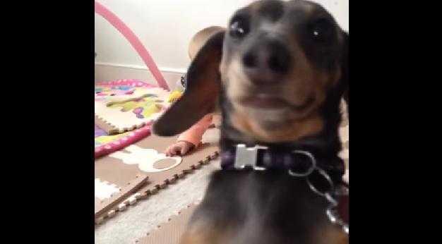 I’m Ready For My Close-Up, This Dog Certainly Loves The Limelight I’m Ready For My Close-Up, This Dog Certainly Loves The Limelight