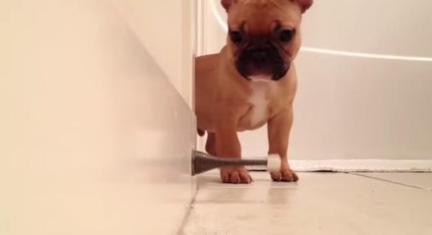 VIDEO – There’s Something Incredibly Entertaining About Watching This Bulldog Discover A Door Stopper