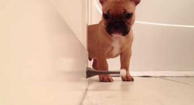 VIDEO – There’s Something Incredibly Entertaining About Watching This Bulldog Discover A Door Stopper VIDEO – There’s Something Incredibly Entertaining About Watching This Bulldog Discover A Door Stopper