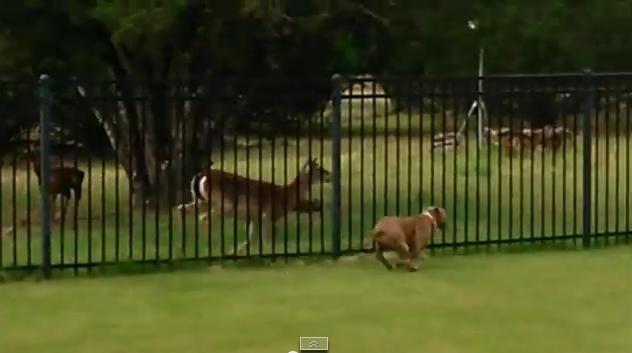 VIDEO – Thank You For Being A Friend, This Deer And Pit Bull Are Just Having The Time Of Their Lives