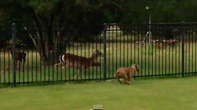 VIDEO – Thank You For Being A Friend, This Deer And Pit Bull Are Just Having The Time Of Their Lives VIDEO – Thank You For Being A Friend, This Deer And Pit Bull Are Just Having The Time Of Their Lives