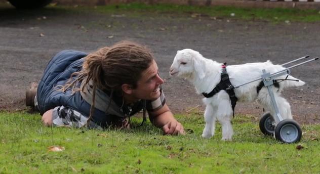 Frostie The Goat Ditches The Wheelchair After Being Nursed Back To Health By Sanctuary Workers
