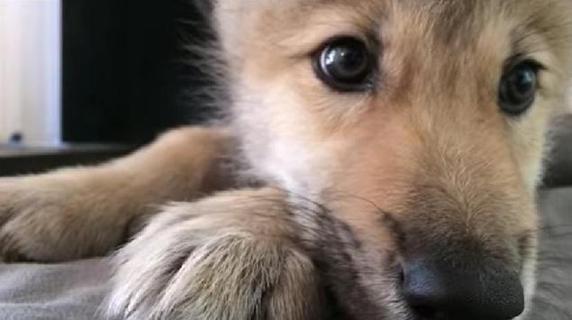 VIDEO – Squee! This Little Wolf Pup Has The Hiccups