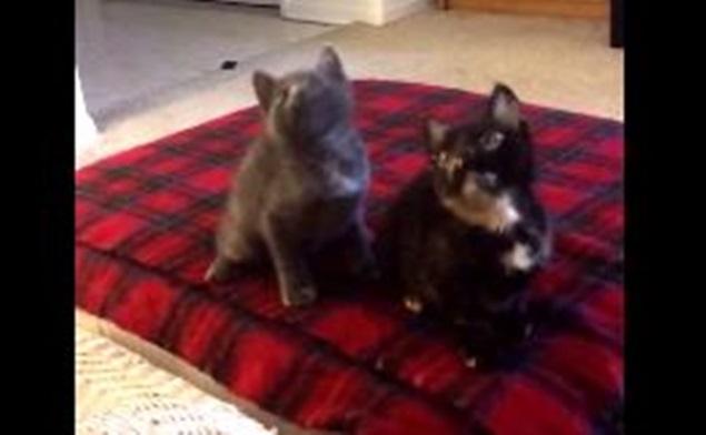 VIDEO: These Cute Kittens Sure Can Dance VIDEO: These Cute Kittens Sure Can Dance