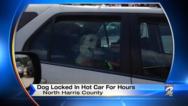 Labrador Dog Recovering After Being Left In A Hot Car While Owner Cooled Off At Water Park