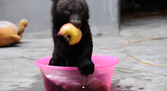 VIDEO – Meet Smudge, The Most Adorable Baby Bear In The World
