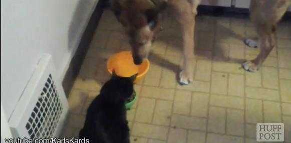 This Compliation Video Of Cats Stealing Dogs’ Food Proves They Are Just Mean This Compliation Video Of Cats Stealing Dogs’ Food Proves They Are Just Mean
