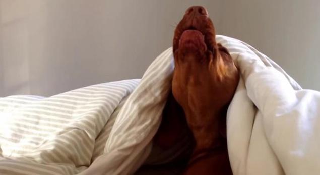 RISE AND SHINE! This Dog’s Reaction To An Alarm Is Exactly How EVERYONE Feels