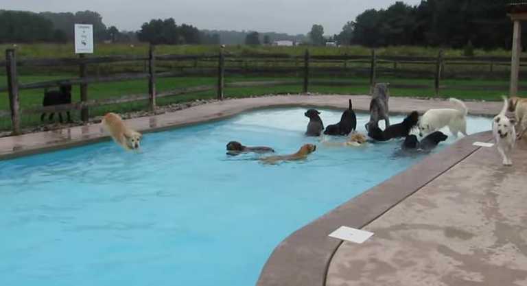 Oh, Just Some Dogs Having A Pool Party. Nothing To See Here… Except Pure Joy! Oh, Just Some Dogs Having A Pool Party. Nothing To See Here… Except Pure Joy!