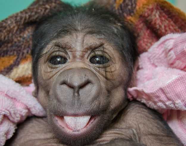 PICTURE – Oklahoma City Zoo Welcome This ADORABLE Baby Gorilla PICTURE – Oklahoma City Zoo Welcome This ADORABLE Baby Gorilla