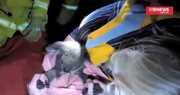 Firefighter Saves Koala Injured By Car With Mouth To Mouth Resuscitation Firefighter Saves Koala Injured By Car With Mouth To Mouth Resuscitation