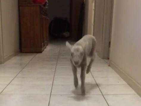VIDEO – This Prancing, Happy Lamb Is Now Your Entire Life VIDEO – This Prancing, Happy Lamb Is Now Your Entire Life